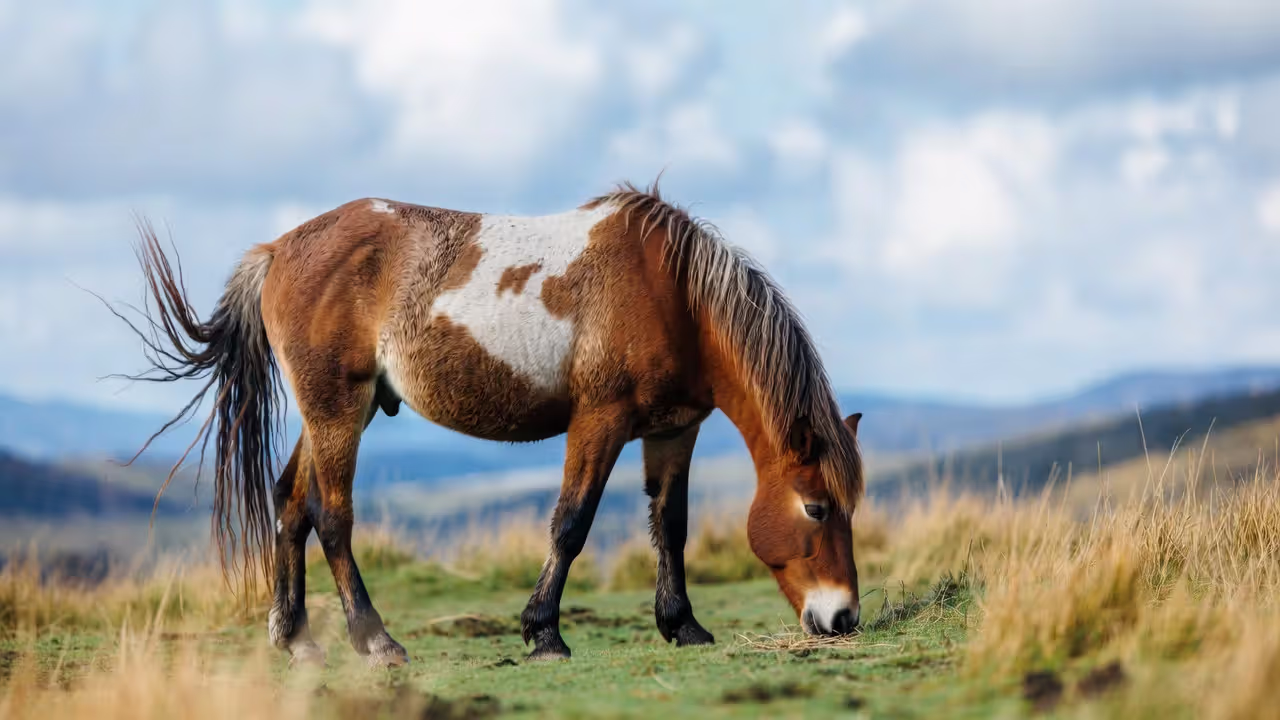 Core Components of a Daily Horse Diet