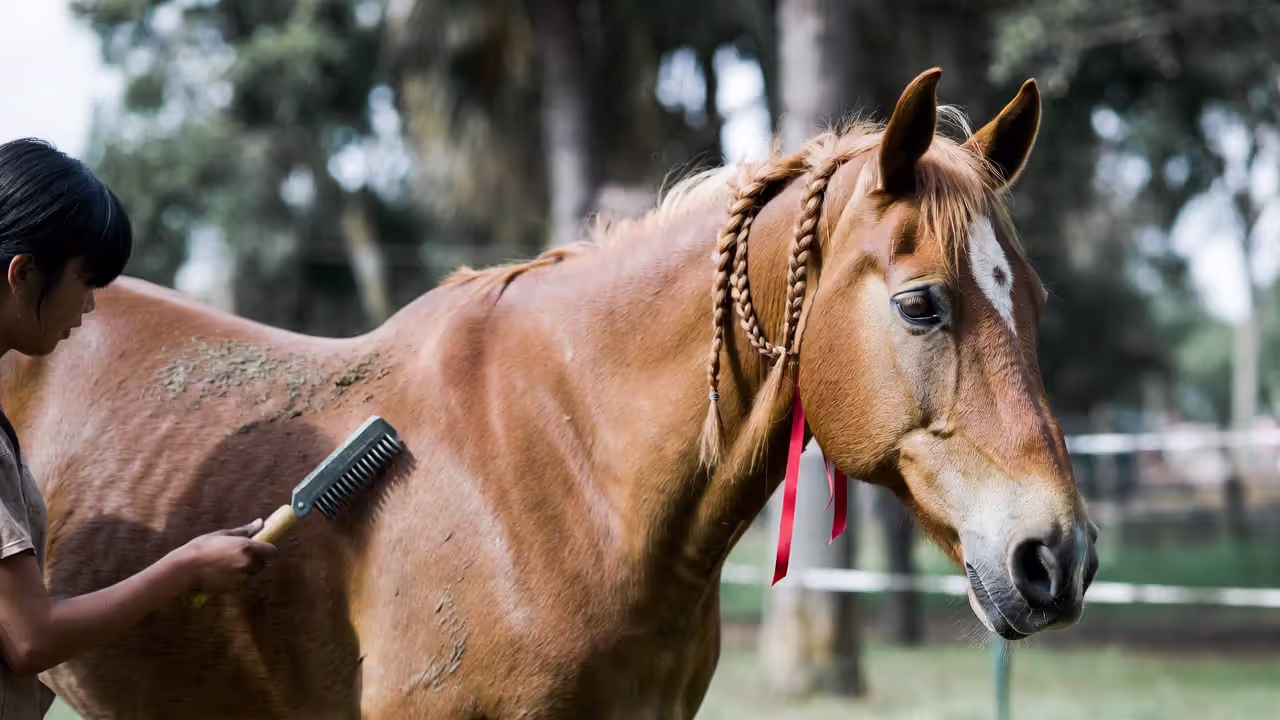 Horse Grooming Steps