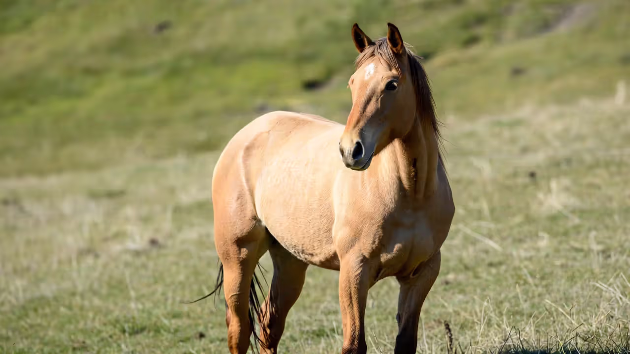 American Quarter Horse