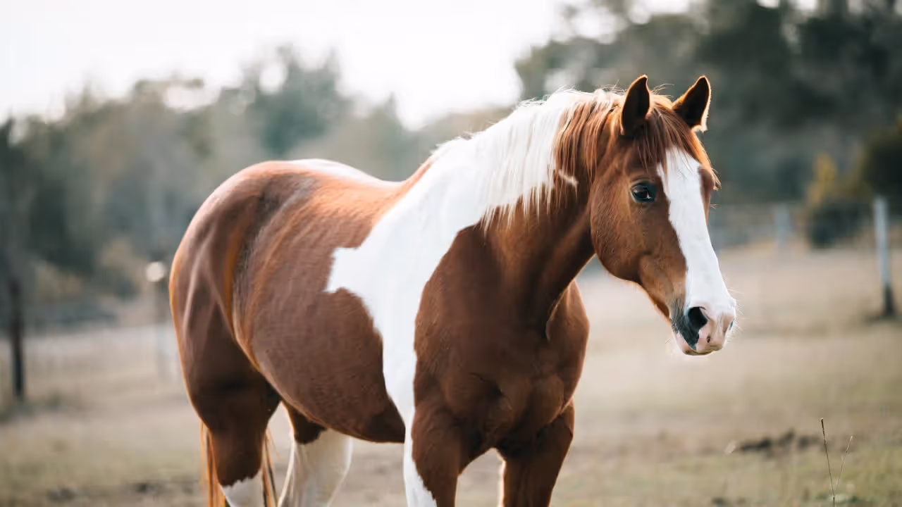 Draft and Heavy Horse Breeds
