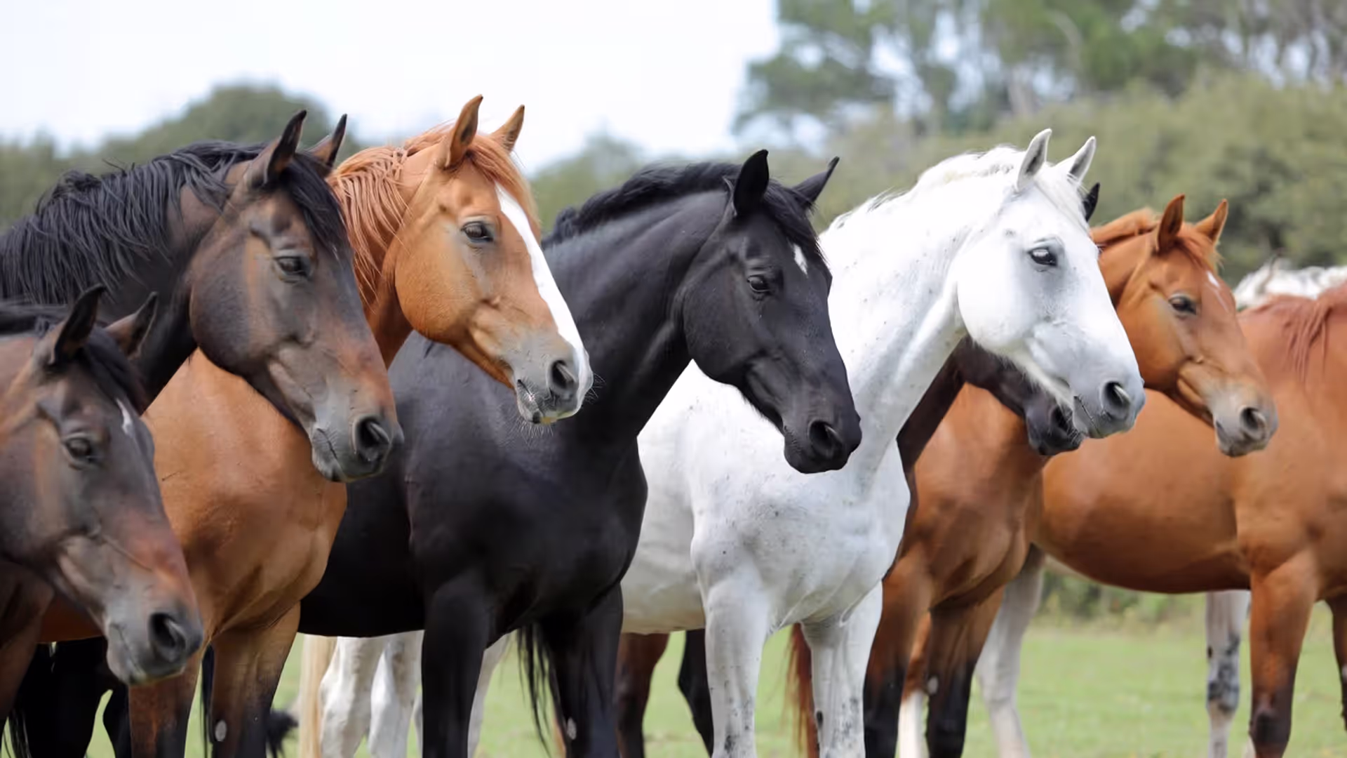 The Largest Horse Breeds
