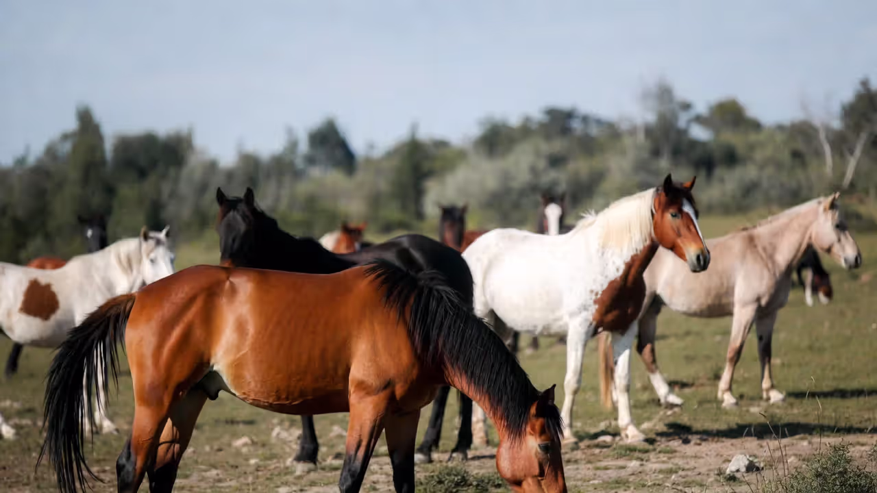 Size and Physical Considerations