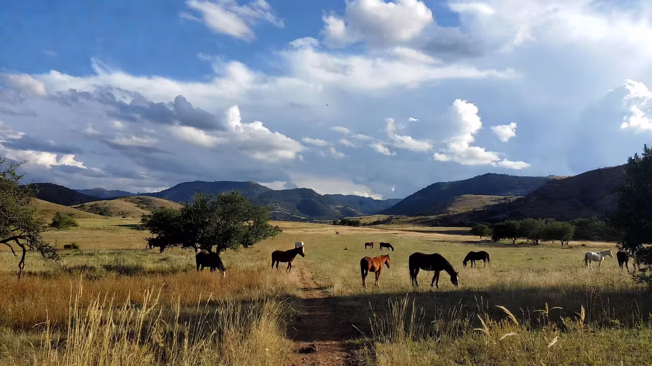 Where to Find Beginner-Safe Horses