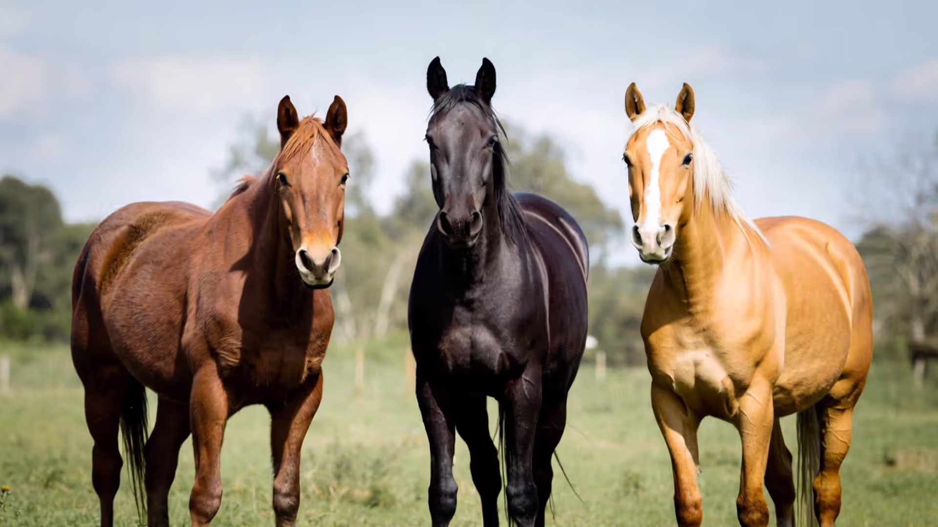 Best Horse Breeds for Beginners
