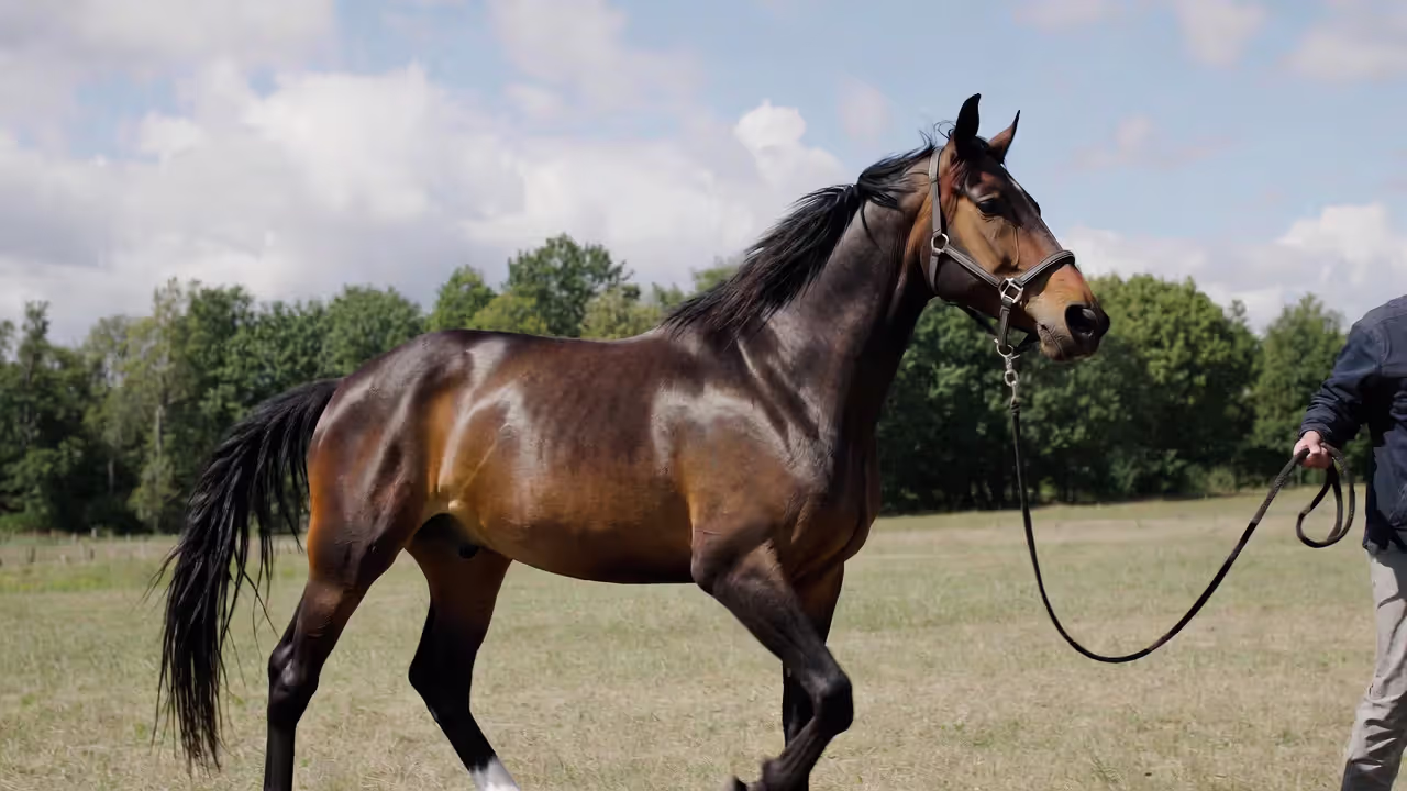 Horse Training Methods