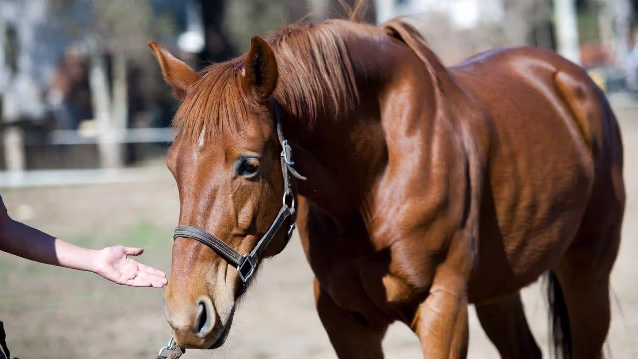 Process to Halter Train Your Horse