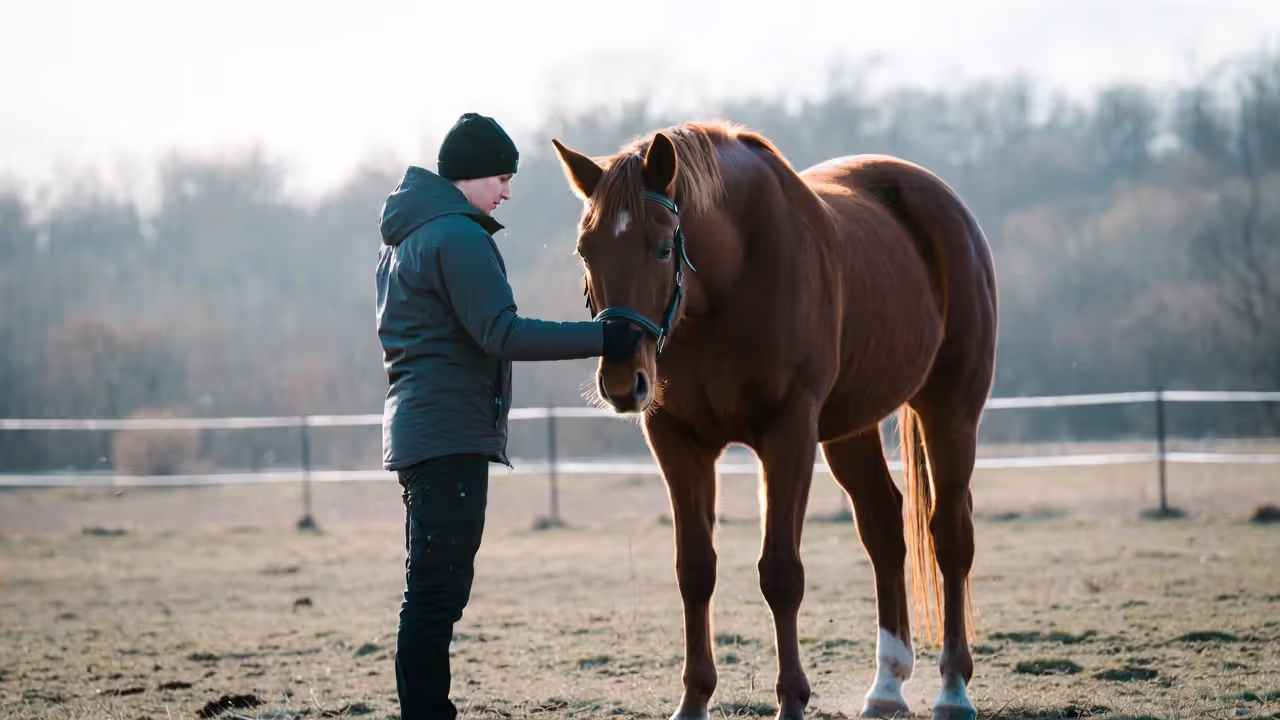 Common Halter Training Mistakes