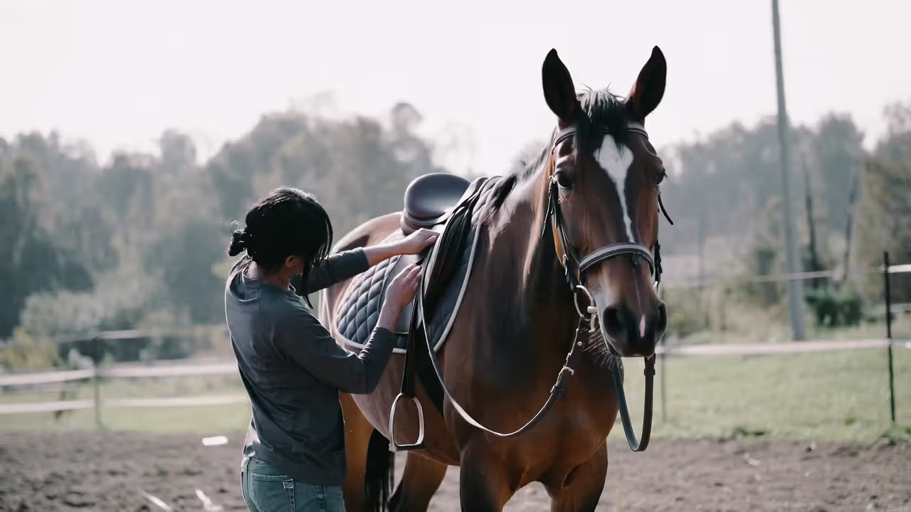 Preparing Your Horse for Tacking Up