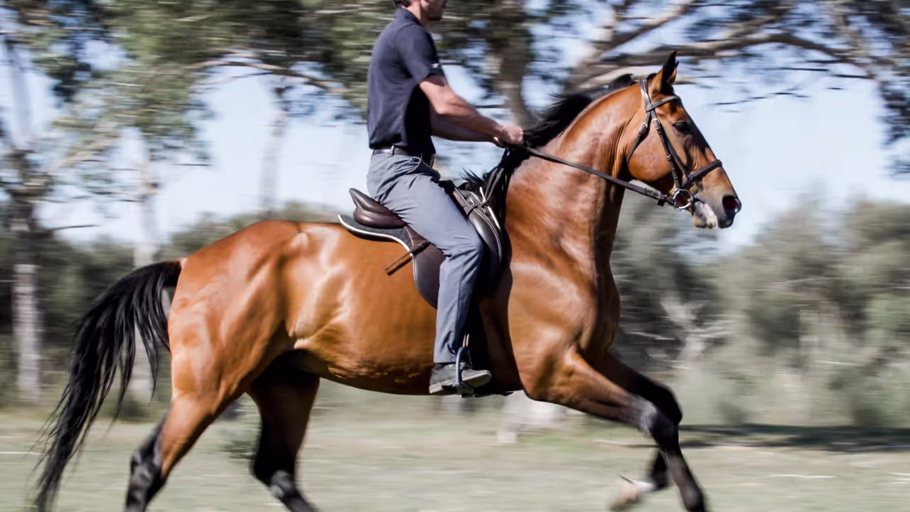 Body Position Setup Before You Start Trotting