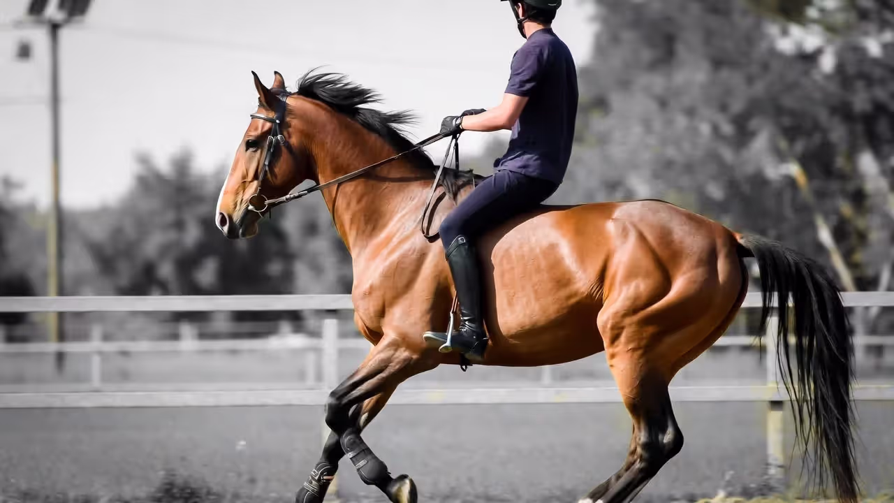 Exercises to Improve Your Balance and Timing While Trotting