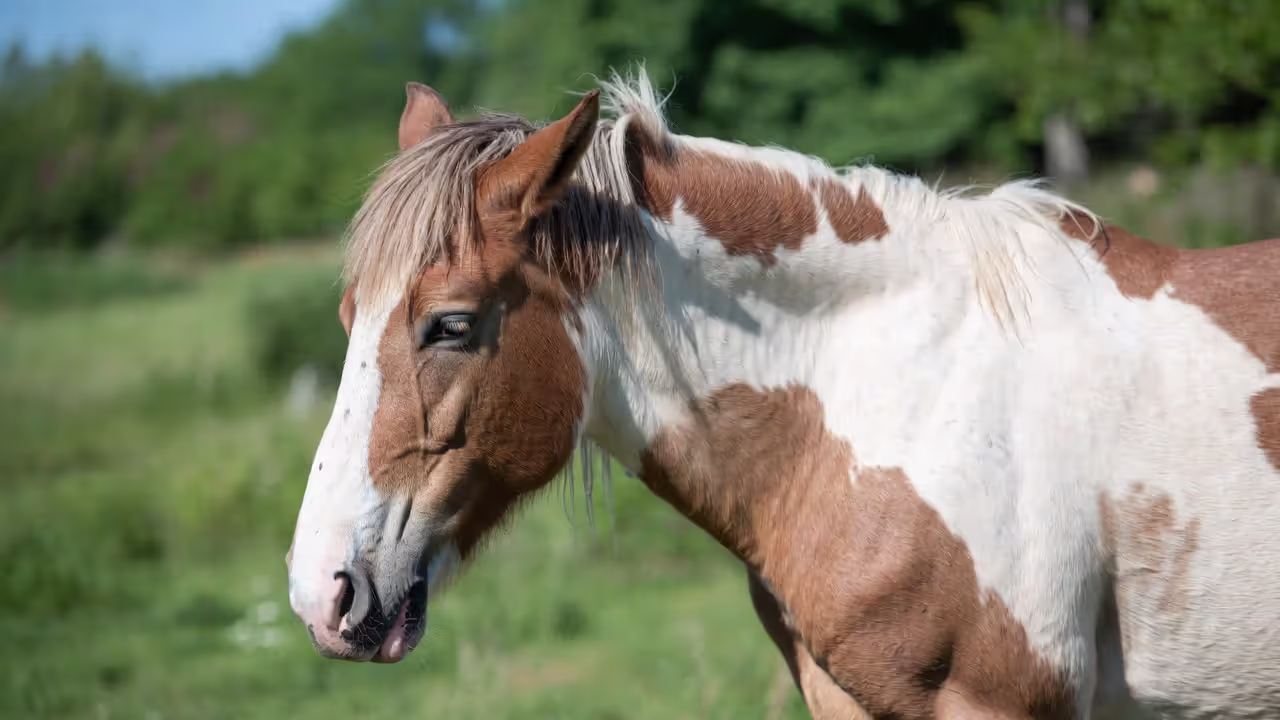 Recurrent Airway Obstruction