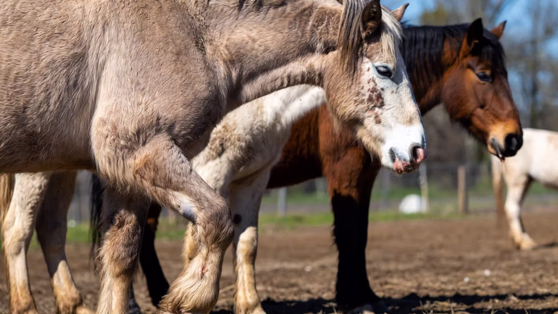 Common Horse Diseases