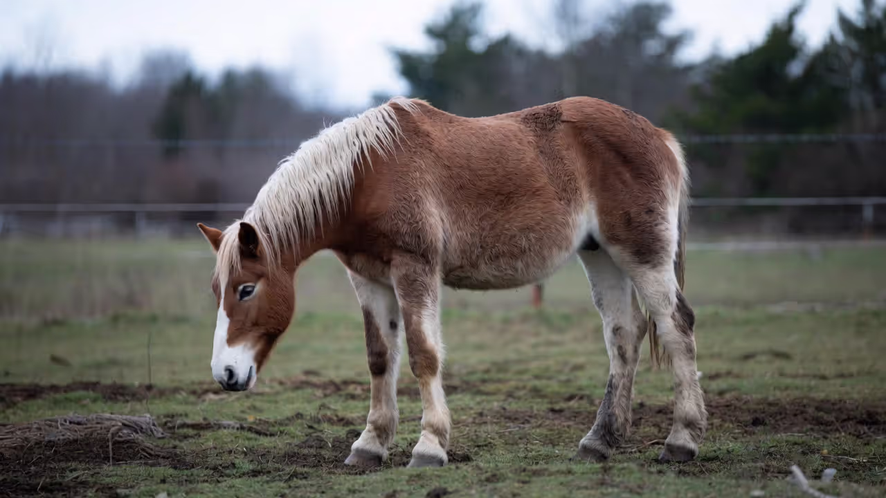 Most Common Causes of Colic in Horses
