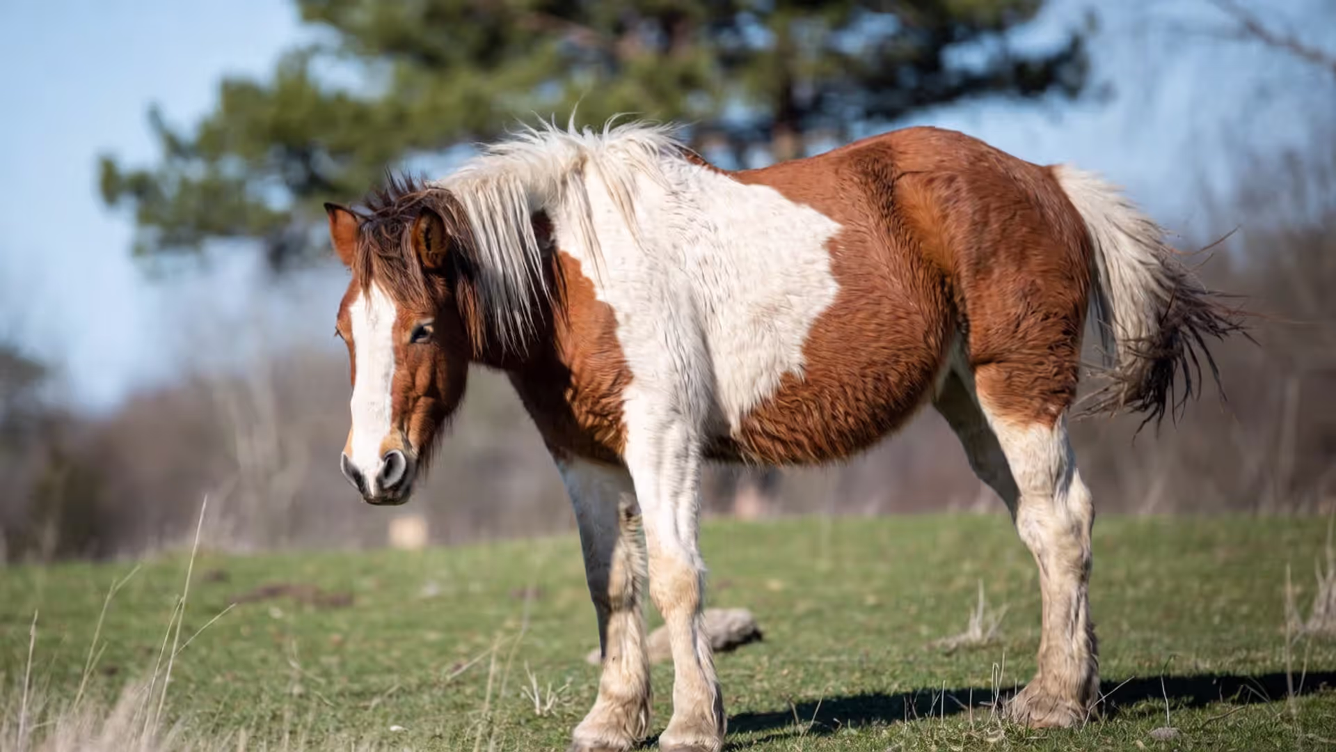 Colic in Horses: How to Recognize
