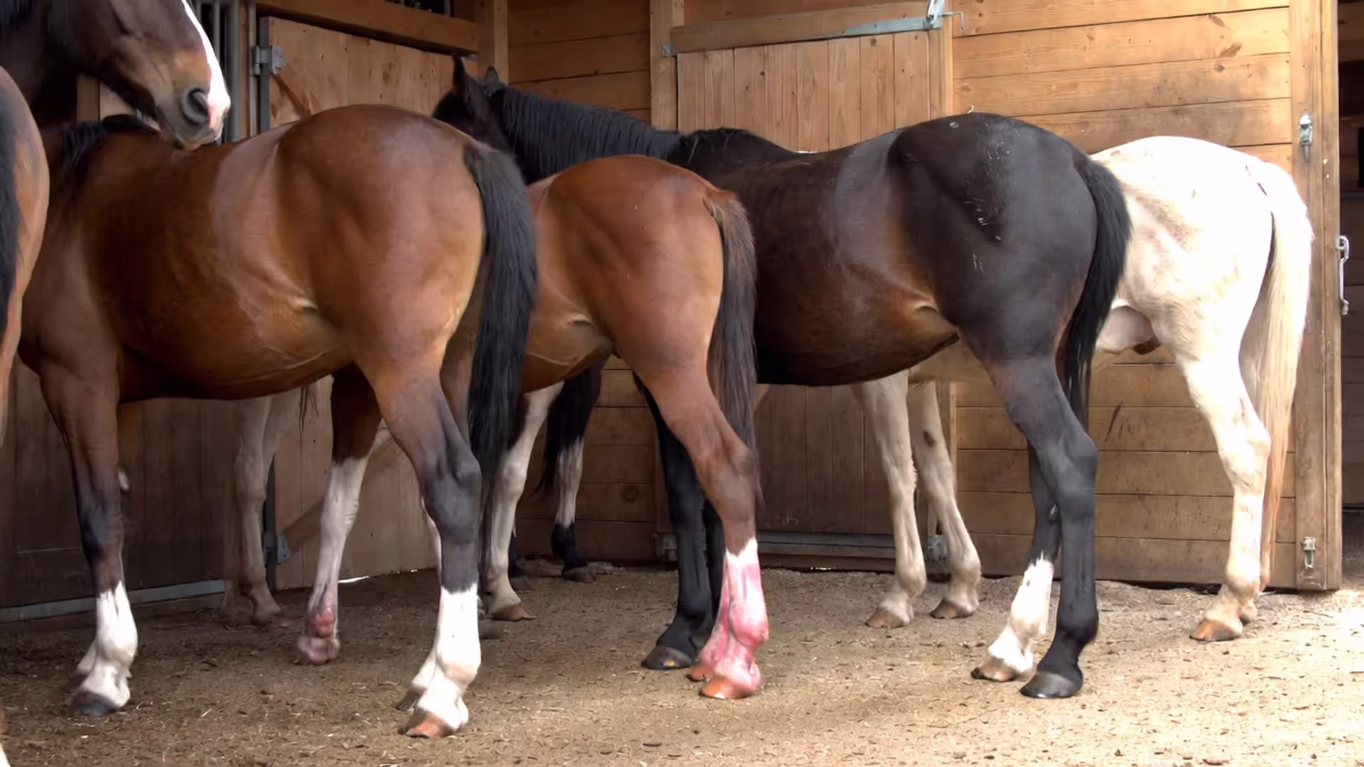 Laminitis in Horses