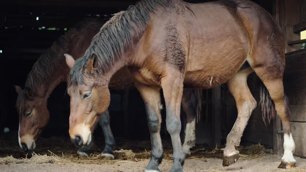Early Warning Signs Every Horse Owner Must Recognize