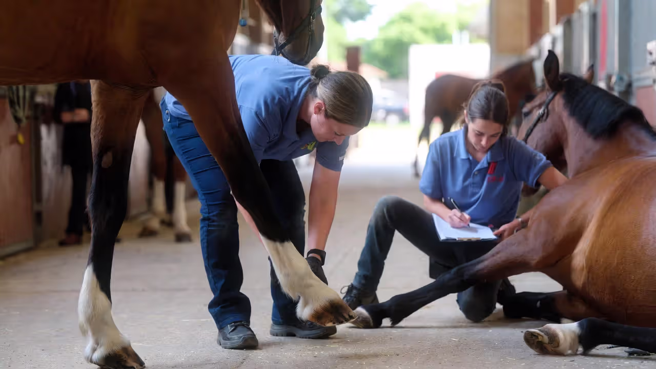 How Veterinarians Diagnose and Grade Laminitis Severity